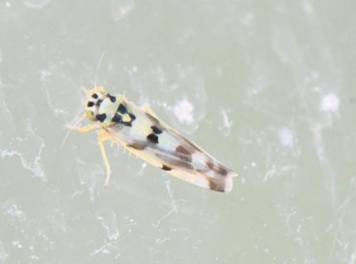 Réf. 306 816 : Eupteryx atropunctata